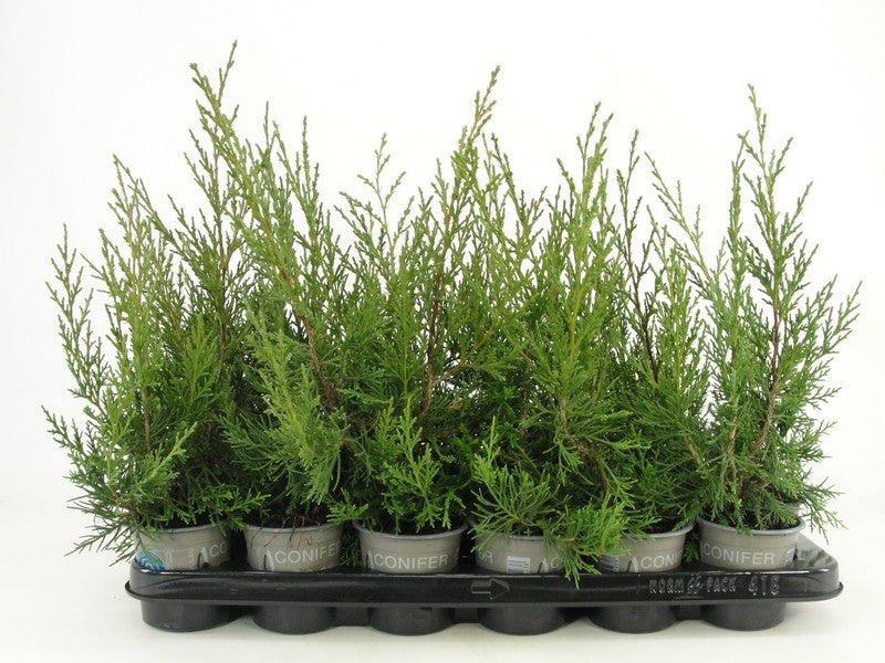 juniperus-chinensis-20cm-9cm-pot