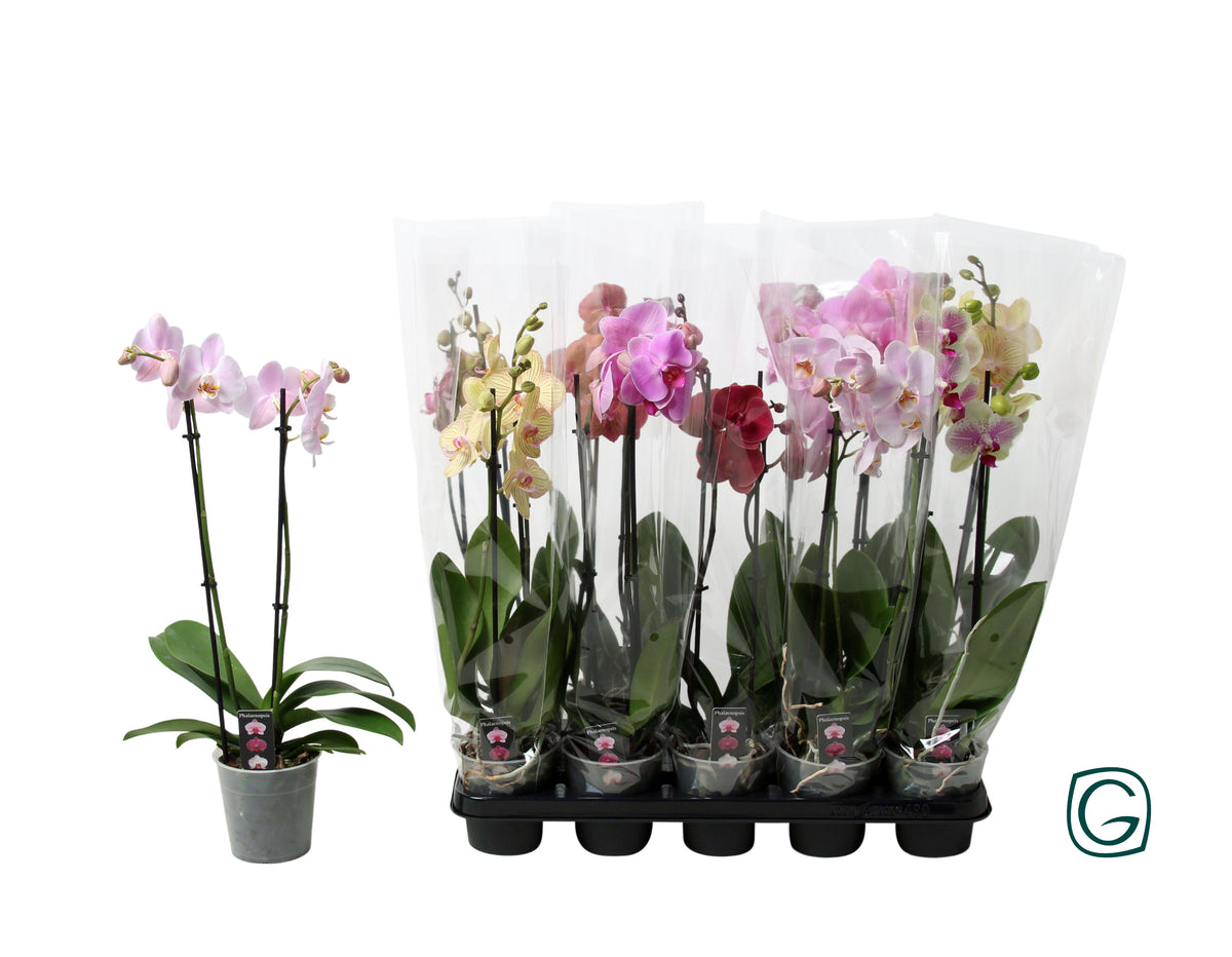 Phalaenopsis mix 55cm 12cm Pot