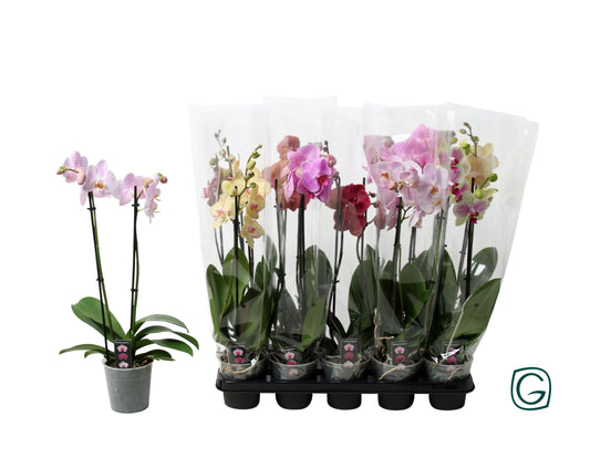 Phalaenopsis mix 55cm 12cm Pot
