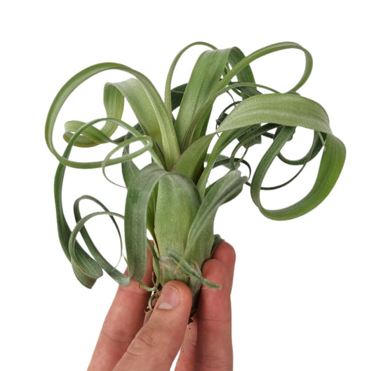 Tillandsia ionantha 15cm 15cm Pot