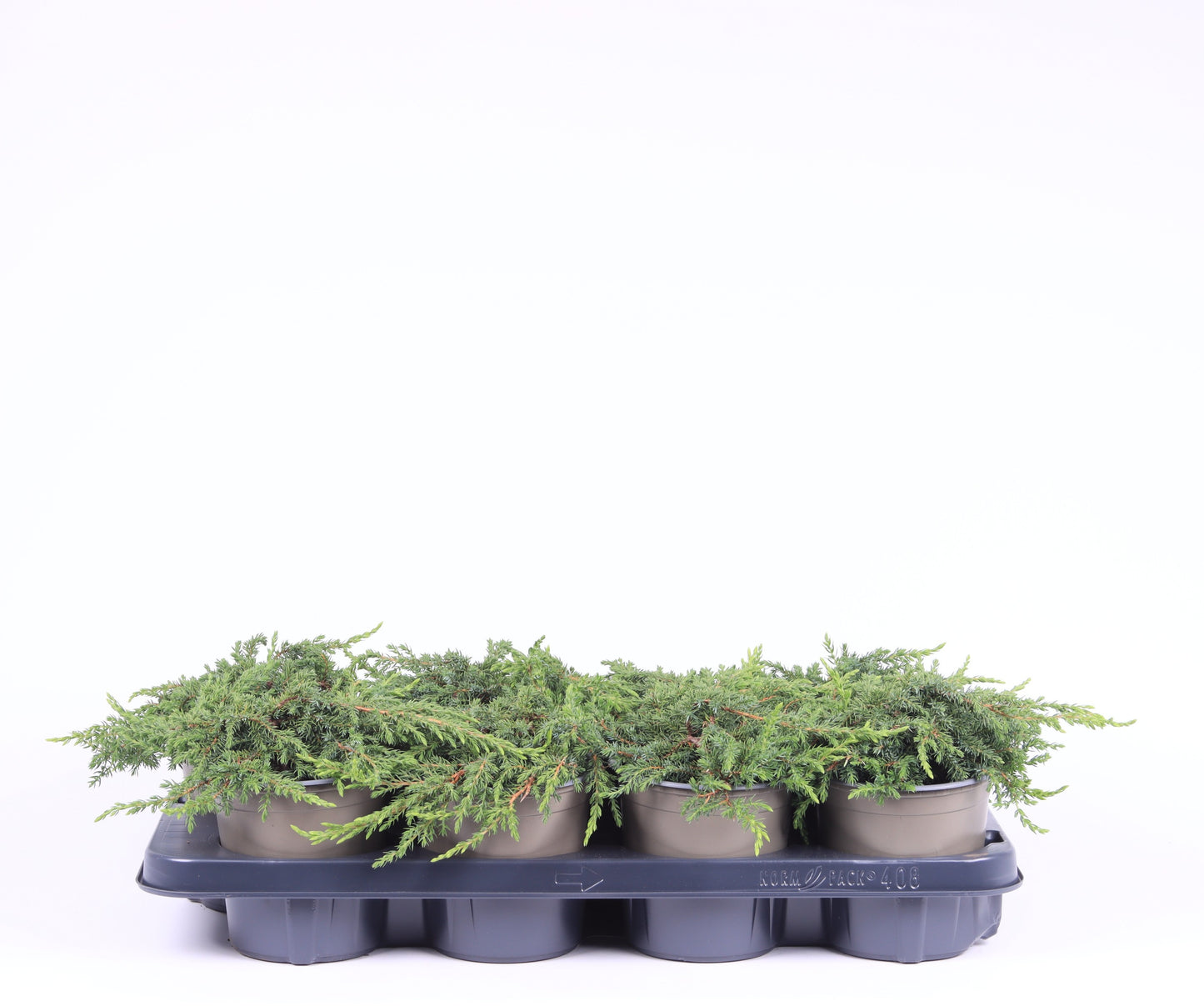 Juniperus Green Carpet 20cm 13cm Pot