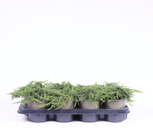 Juniperus Green Carpet 20cm 13cm Pot