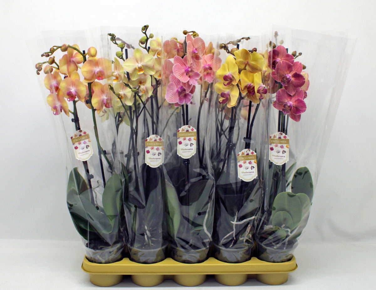 Phalaenopsis mix 60cm 12cm Pot