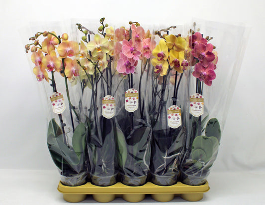 Phalaenopsis mix 60cm 12cm Pot