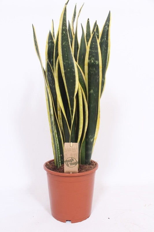 Sansevieria Black Gold 65cm 21cm Pot