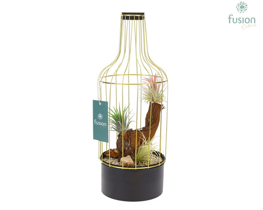arr. Tillandsia 35cm 15cm Pot