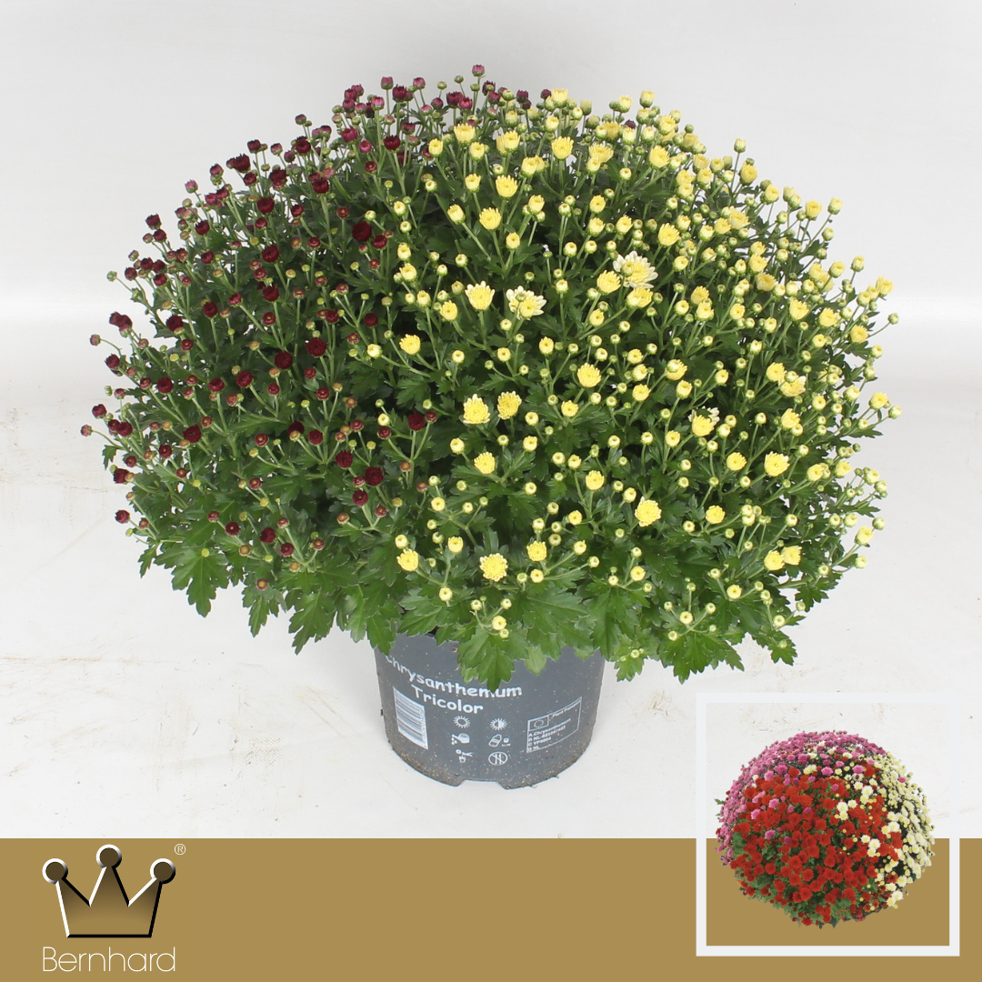 Chrysanthemum Jasoda carnaval 45cm 19cm Pot