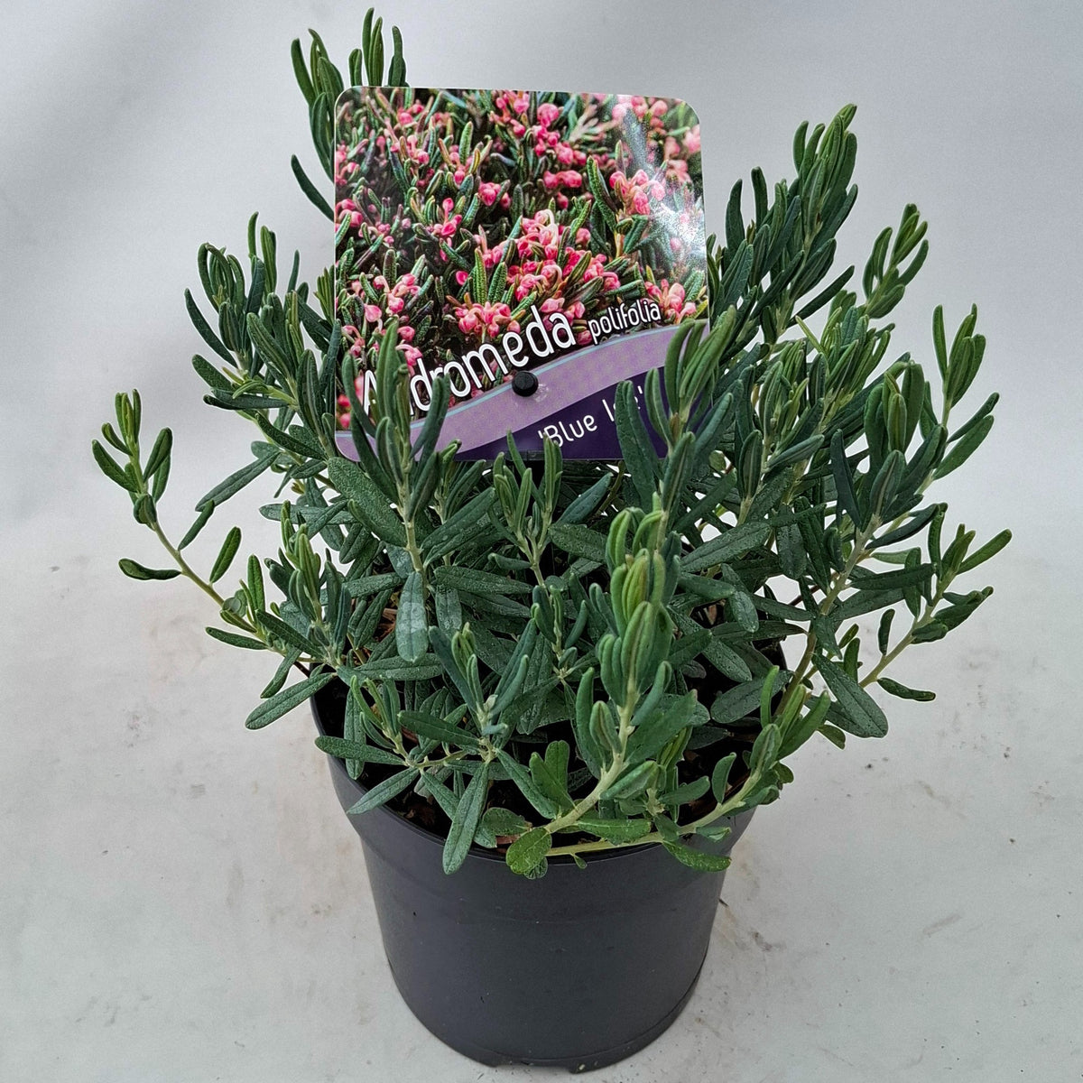 Andromeda Blue Ice 15cm 13cm Pot
