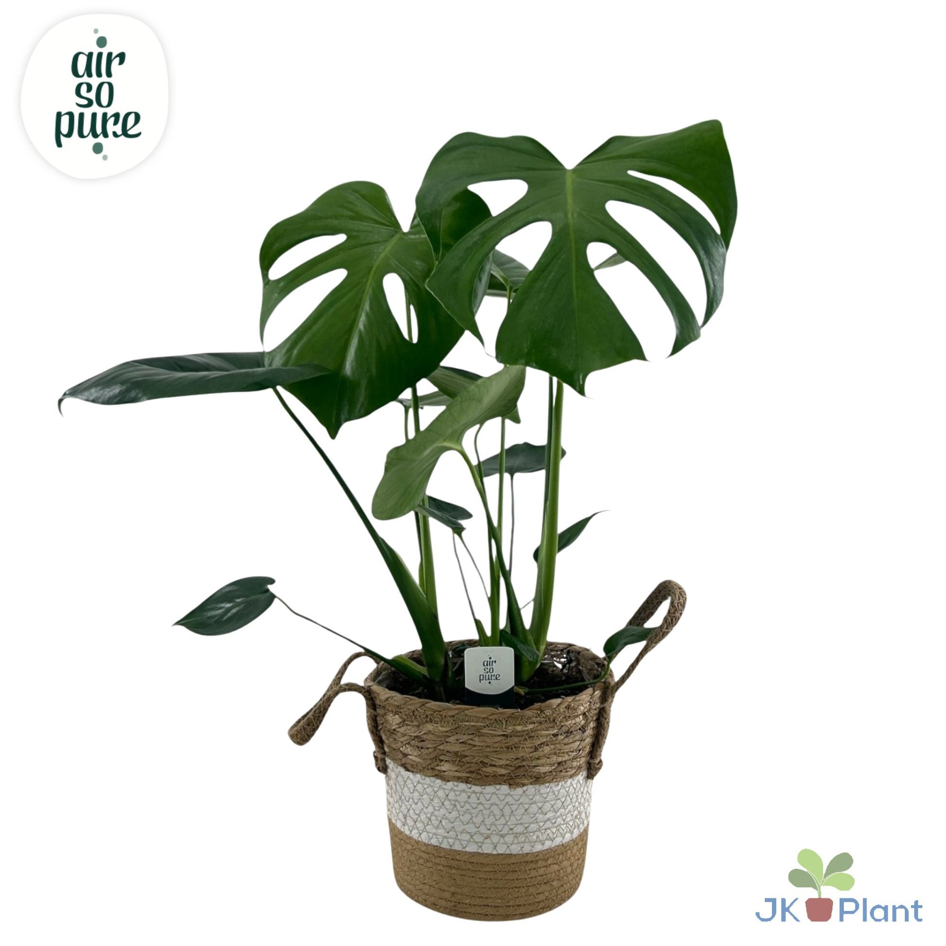 Monstera deliciosa 55cm 19cm Pot