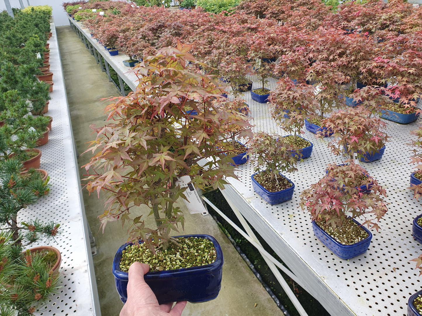 Acer Deshojo 30cm 19cm Pot