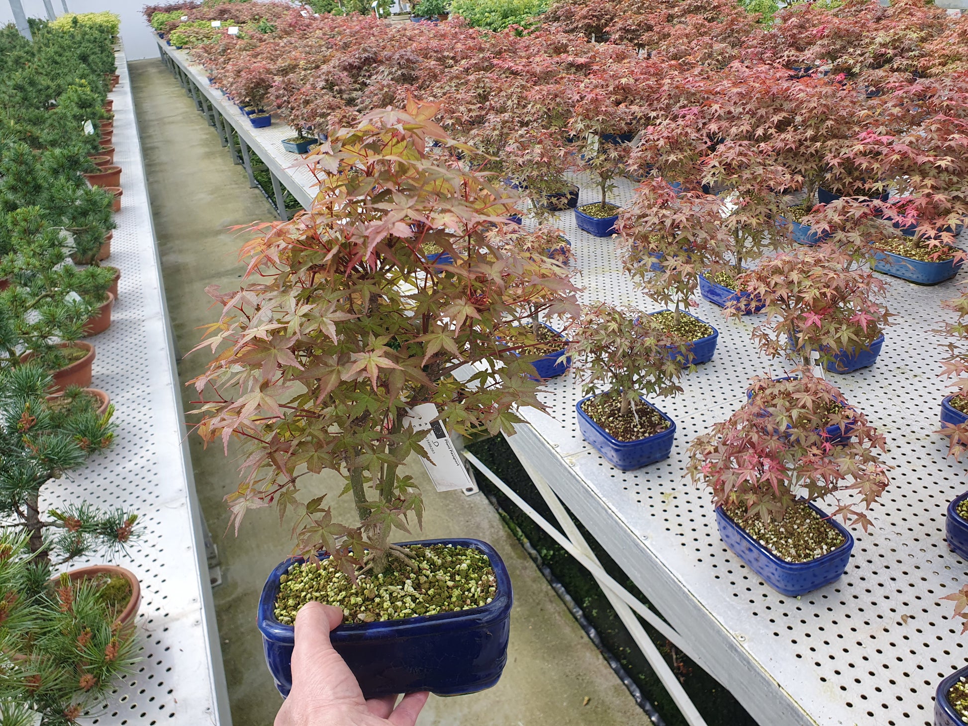 Acer Deshojo 30cm 19cm Pot