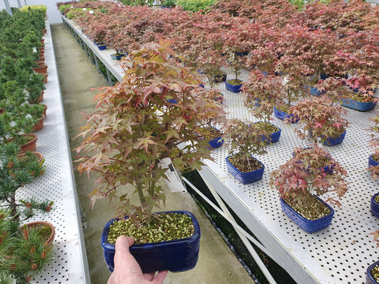 Acer Deshojo 30cm 19cm Pot
