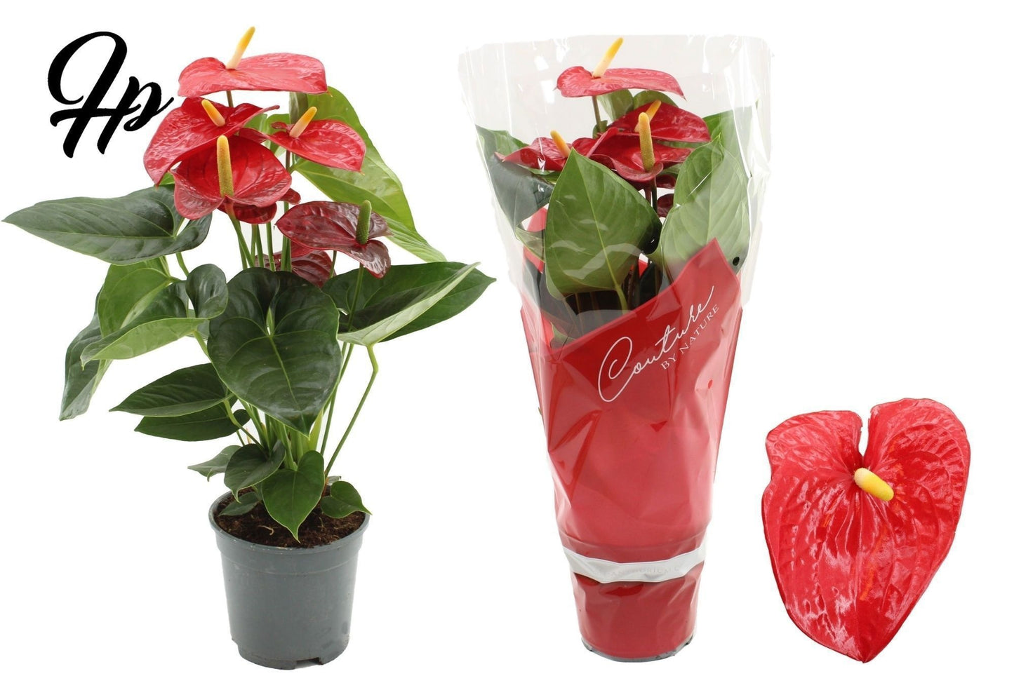 Anthurium Turenza 57cm 17cm Pot