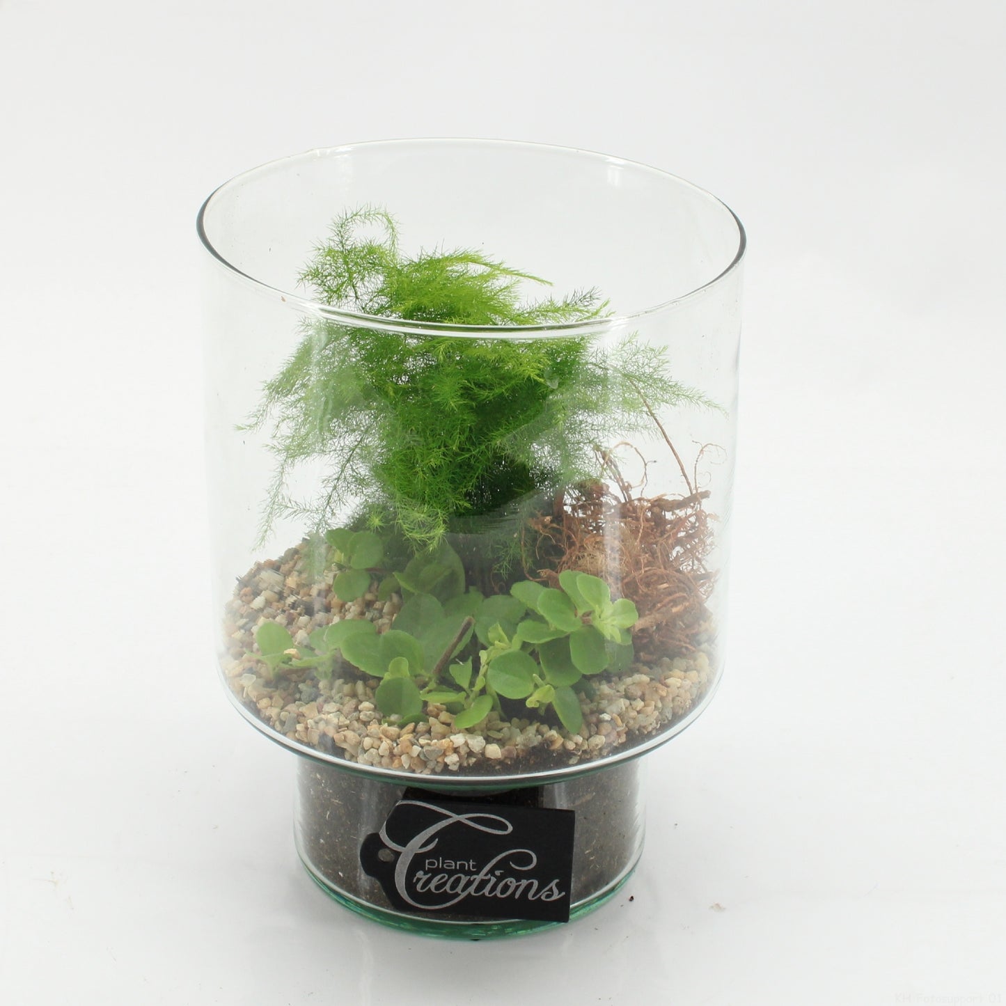 Indoor green arrangement 20cm 15cm Pot
