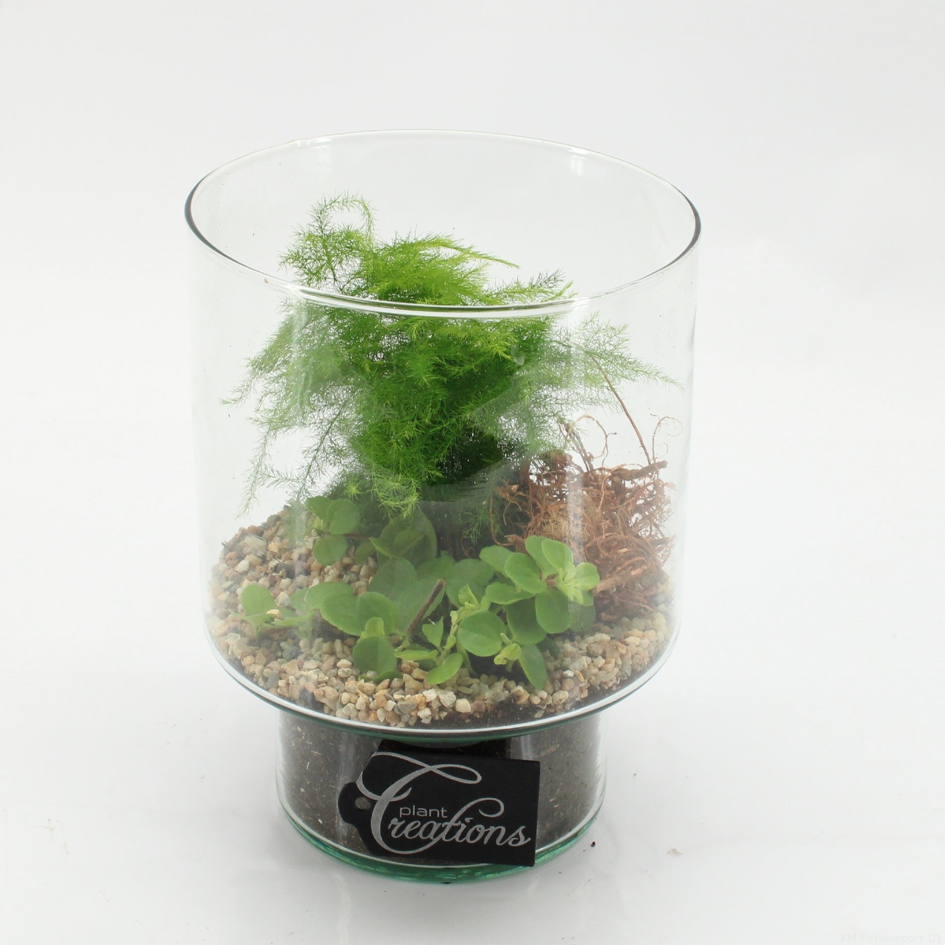 Indoor green arrangement 20cm 15cm Pot