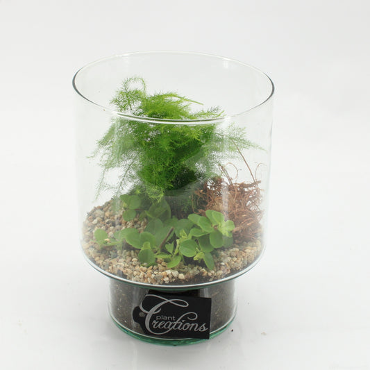 Indoor green arrangement 20cm 15cm Pot