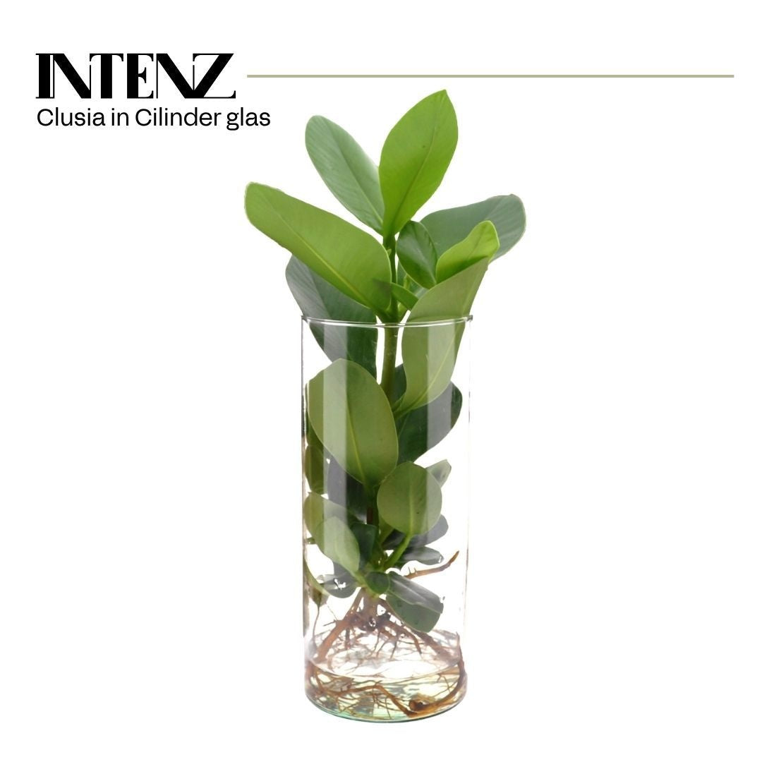 Clusia Princess 30cm 12cm Pot