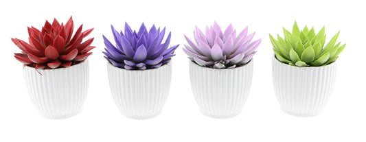 Euro Cactus Holland Bv Design pot rainbow mix Pack of 4