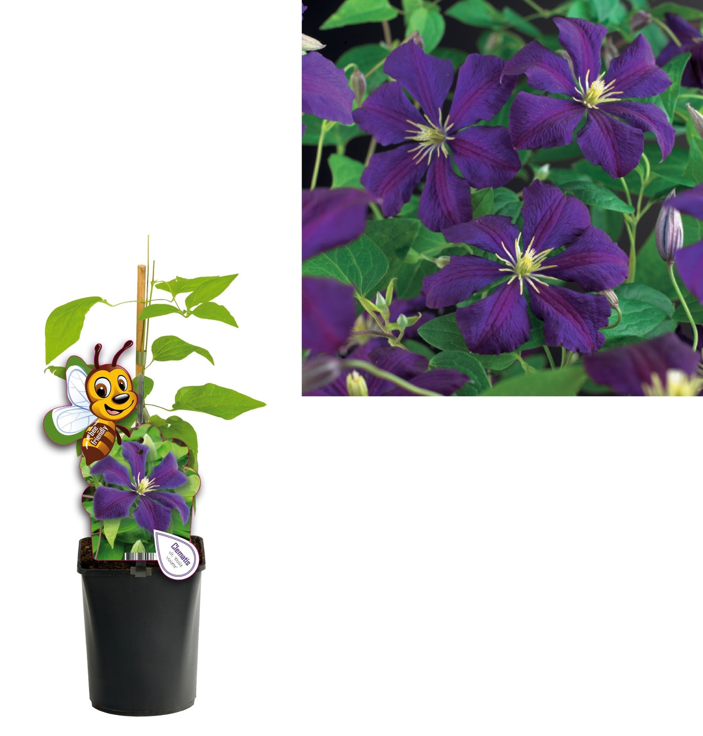 Clematis Etoile Violette 40cm 11cm Pot