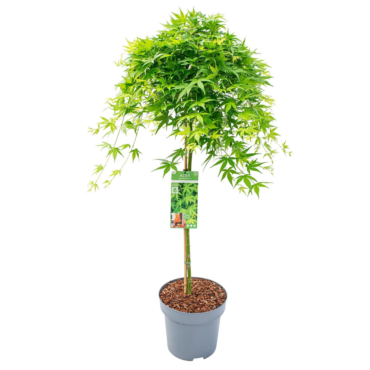 Acer Ryusen 120cm 30cm Pot