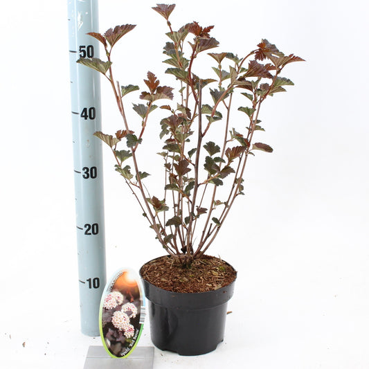 Physocarpus opulifolius 'Red Baron' 55cm 17cm Pot