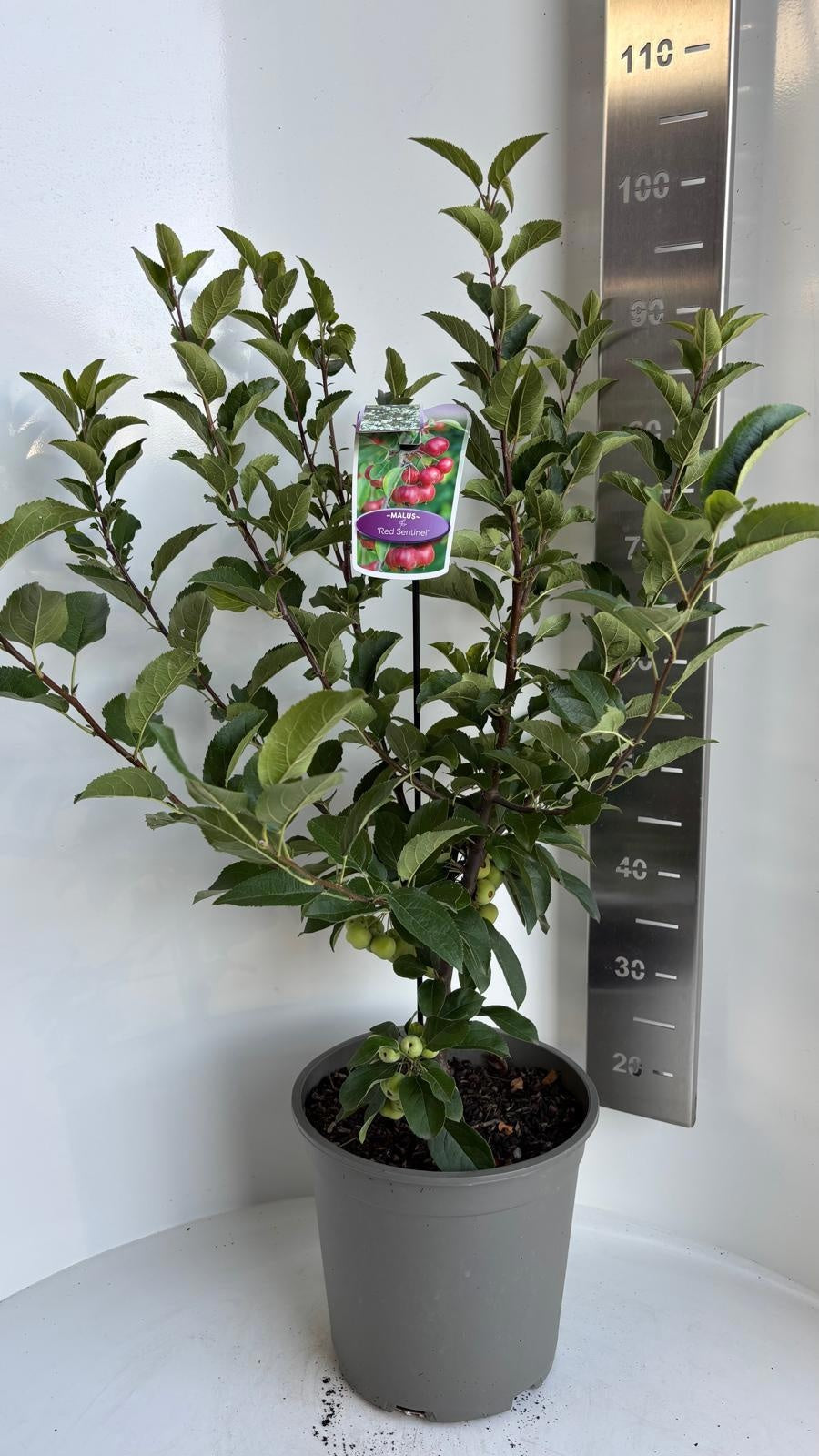 Malus Red Sentinel 100cm 29cm Pot