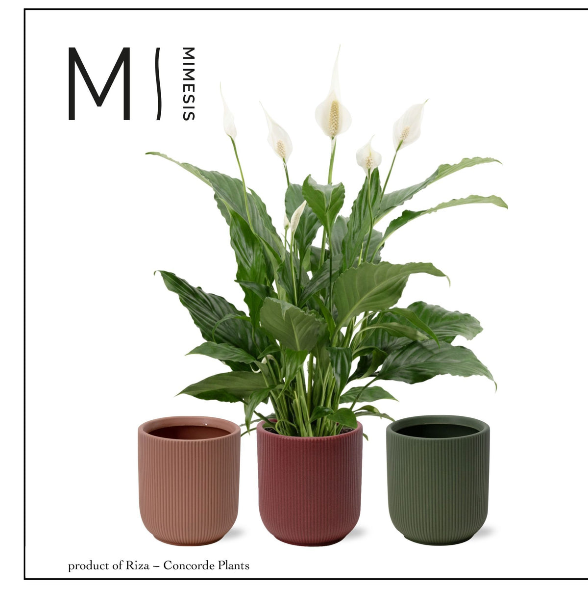 Spathiphyllum Sweet Chico 55cm 13cm Pot