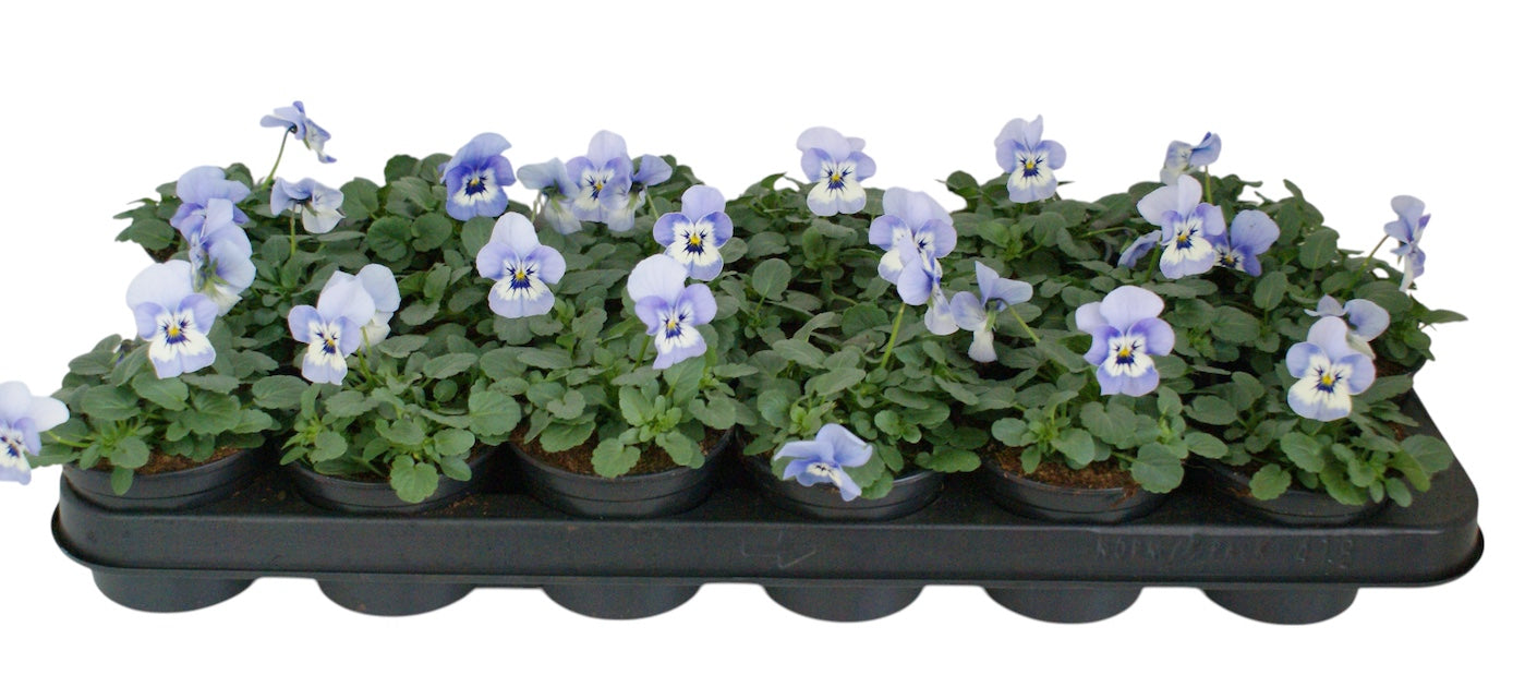 Zuidbaak Honselersdijk Viola cornuta light blue Pack of 18