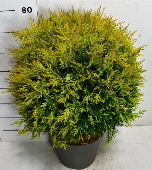 Thuja occidentalis Golden Globe 70cm 32cm Pot
