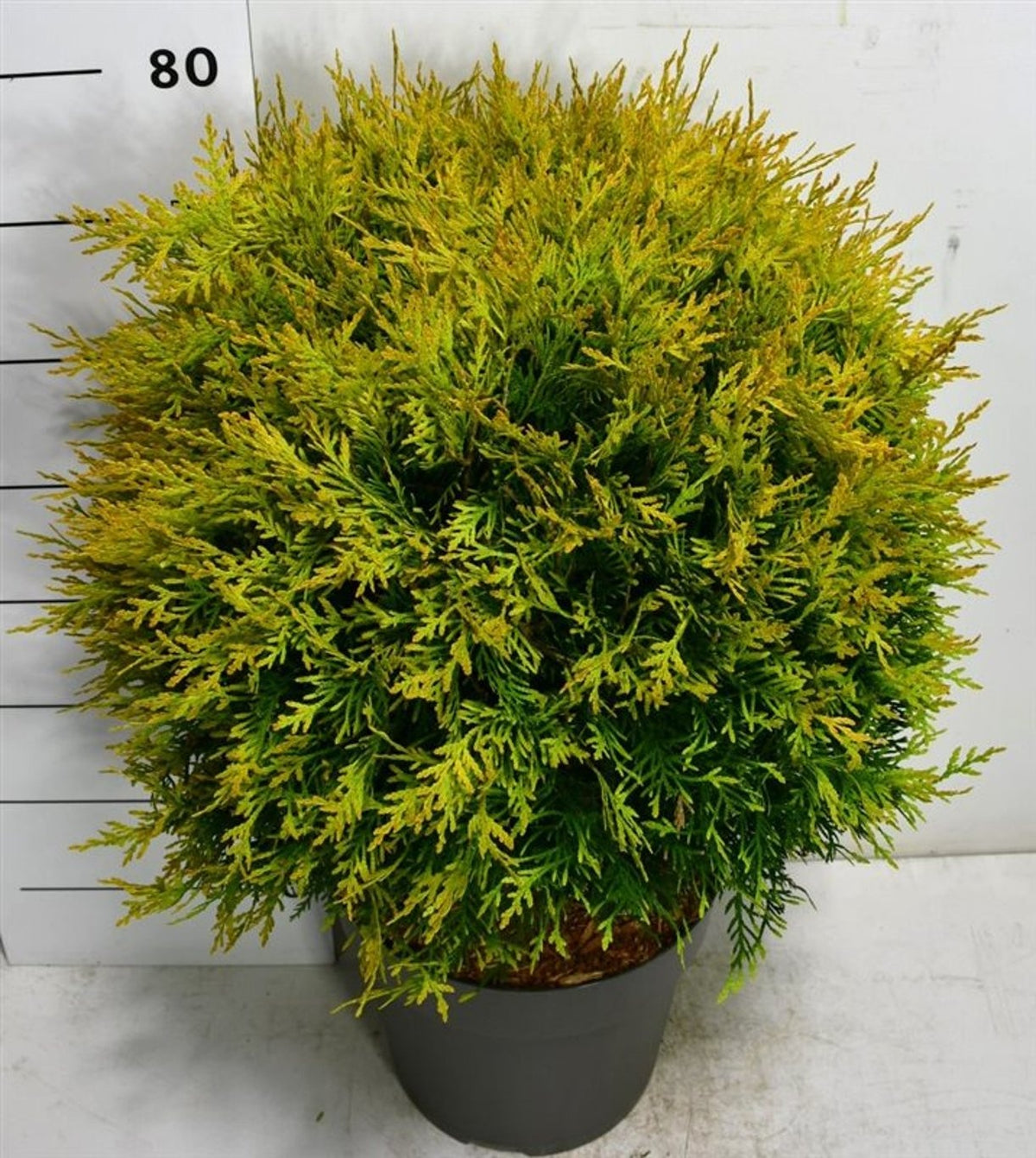Thuja occidentalis Golden Globe 70cm 32cm Pot