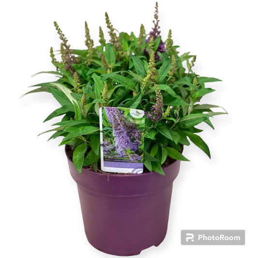 Buddleja Butterfly Candy Little Lila 60cm 23cm Pot