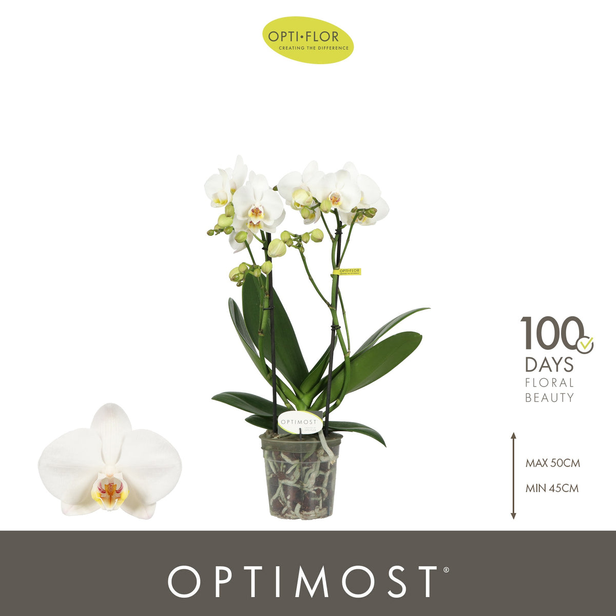 Phalaenopsis multiflora white 45cm 12cm Pot