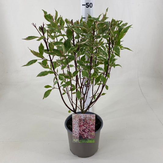 Cornus alba Miracle 50cm 19cm Pot