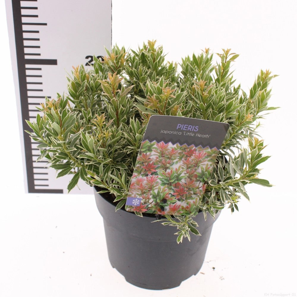Pieris japonica Little Heath 20cm 17cm Pot