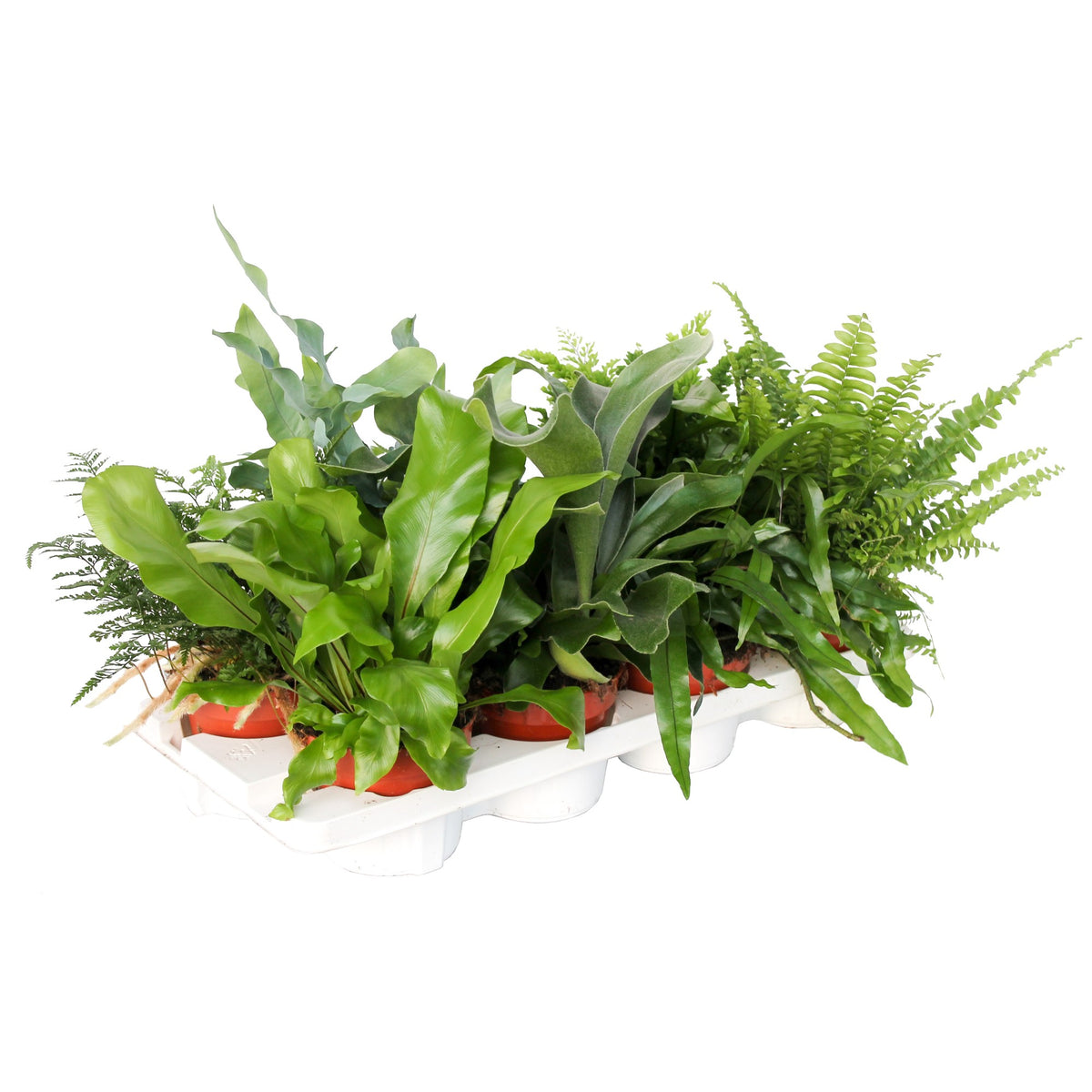 Ferns mix 30cm 12cm Pot