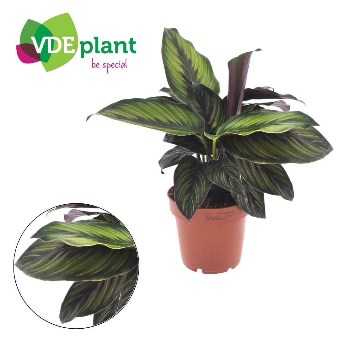 Calathea Beautystar 25cm 12cm Pot