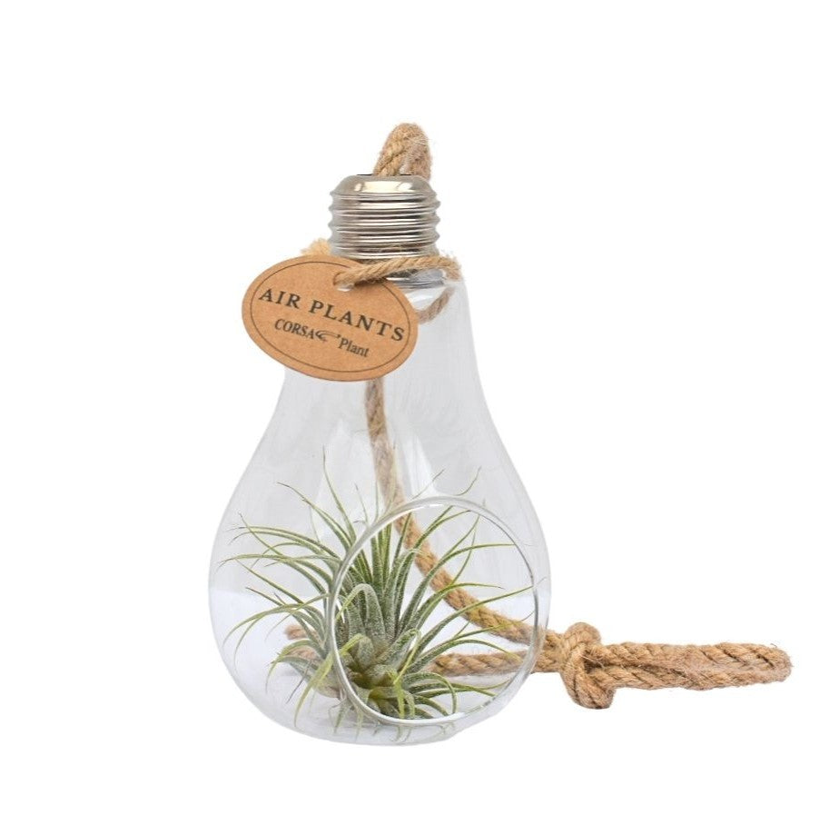 Tillandsia cyanea 13cm 8cm Pot