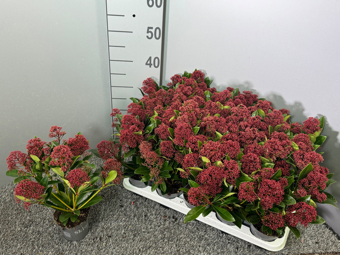 Skimmia japonica Rubella 30cm 510cm Pot