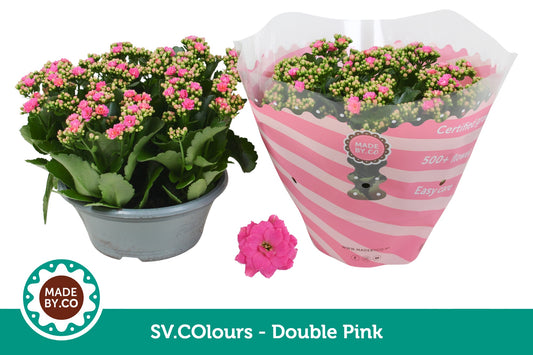 Kalanchoe pink 27cm 23cm Pot