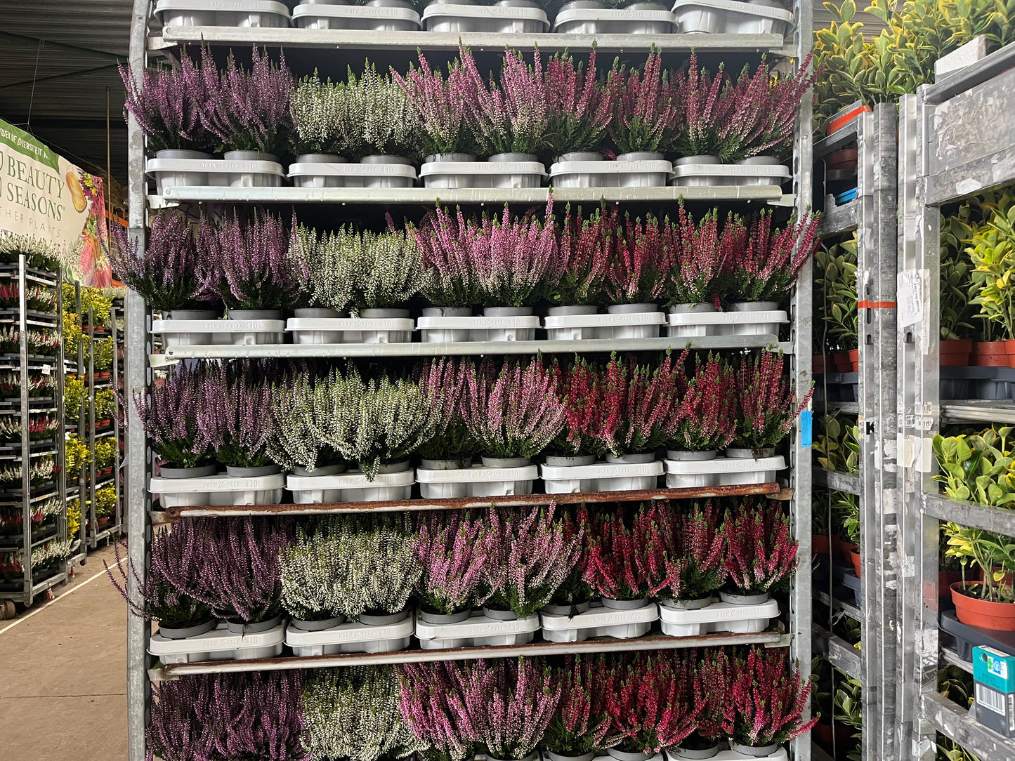 Calluna Callu Nova quattro 20cm 11cm Pot