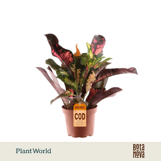 Plantworld Jogrow Codiaeum Wilma Pack of 10