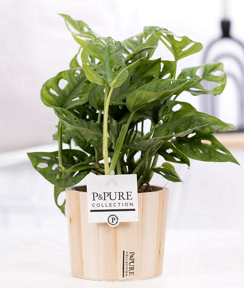 Monstera adansonii 20cm 12cm Pot