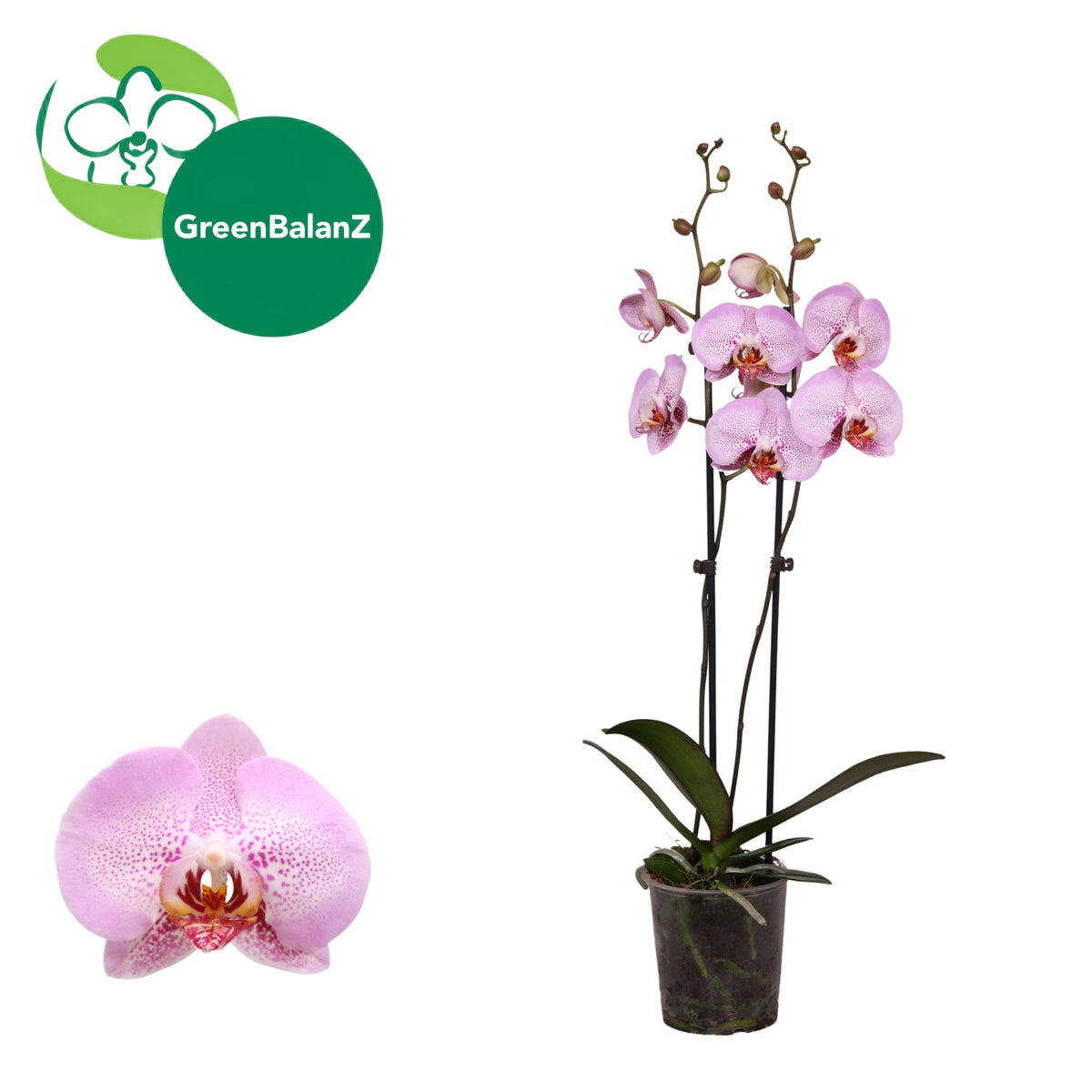 Phalaenopsis pink 65cm 12cm Pot