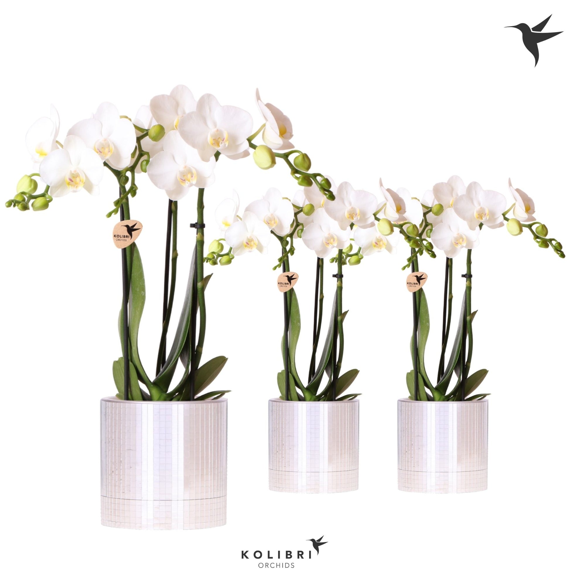 Kolibri Orchids Phalaenopsis white 3 spike in Disco pot 40cm 9cm Pot