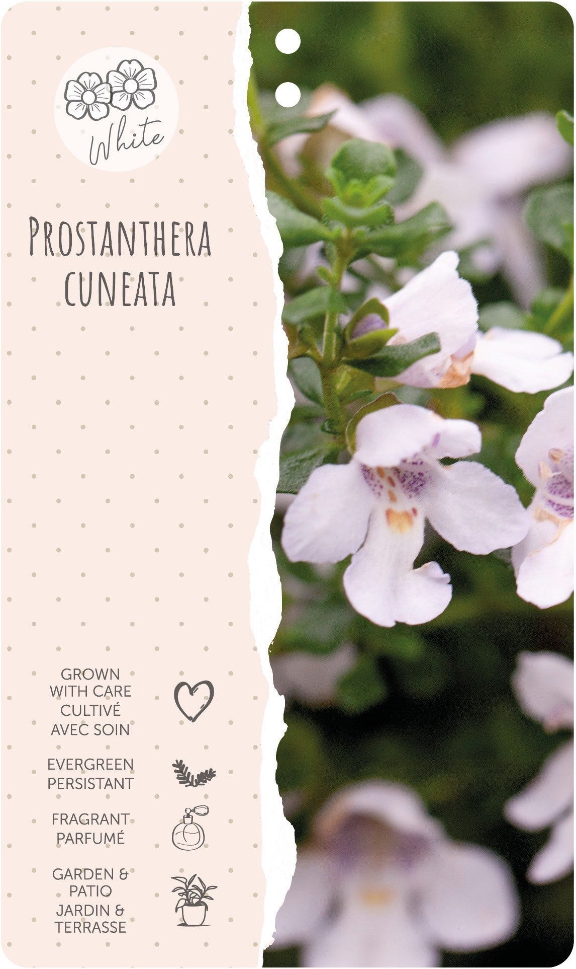 Dool Botanic Prostanthera cuneata Pack of 1