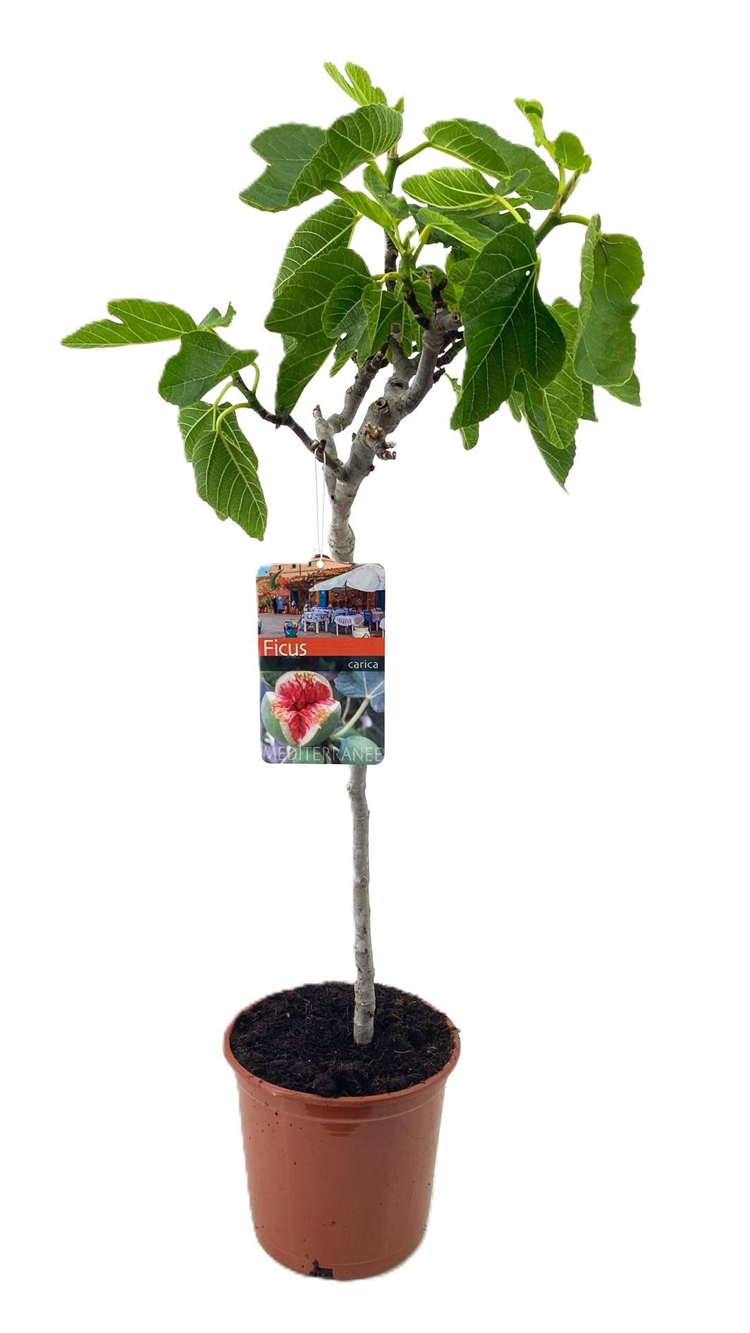 Luiten Kwekerij BV Ficus carica ("Fig") Pack of 1