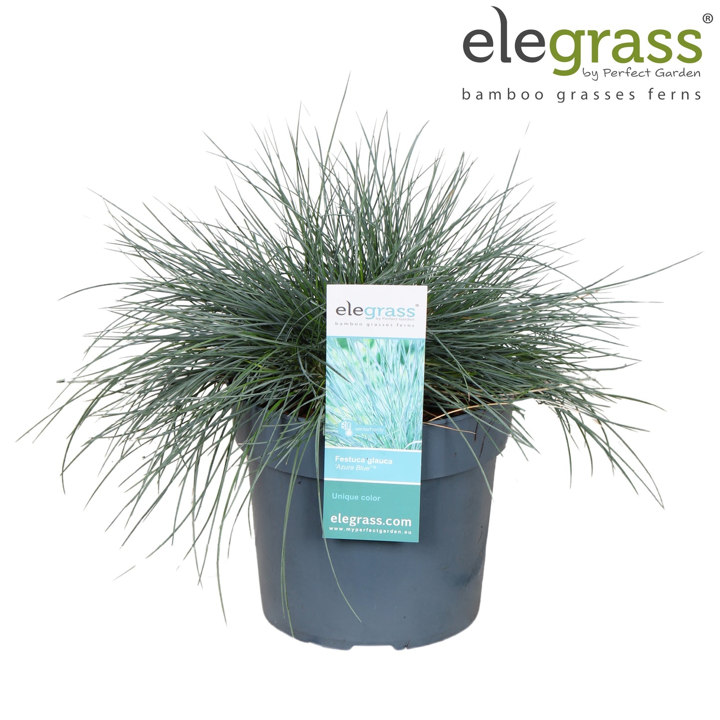 Festuca Elijah Blue 40cm 19cm Pot