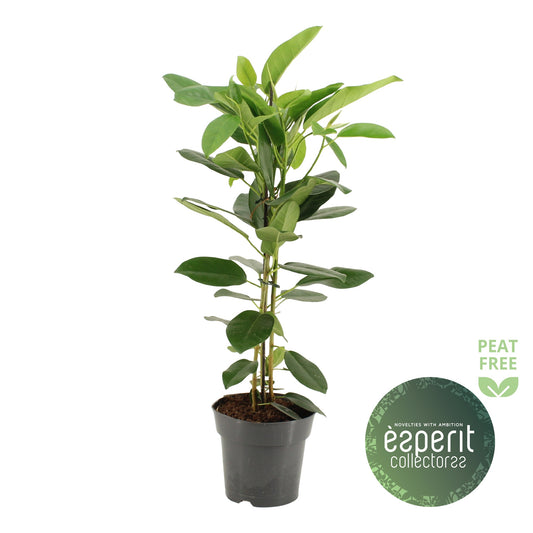 Ficus micr. Fuji 65cm 17cm Pot