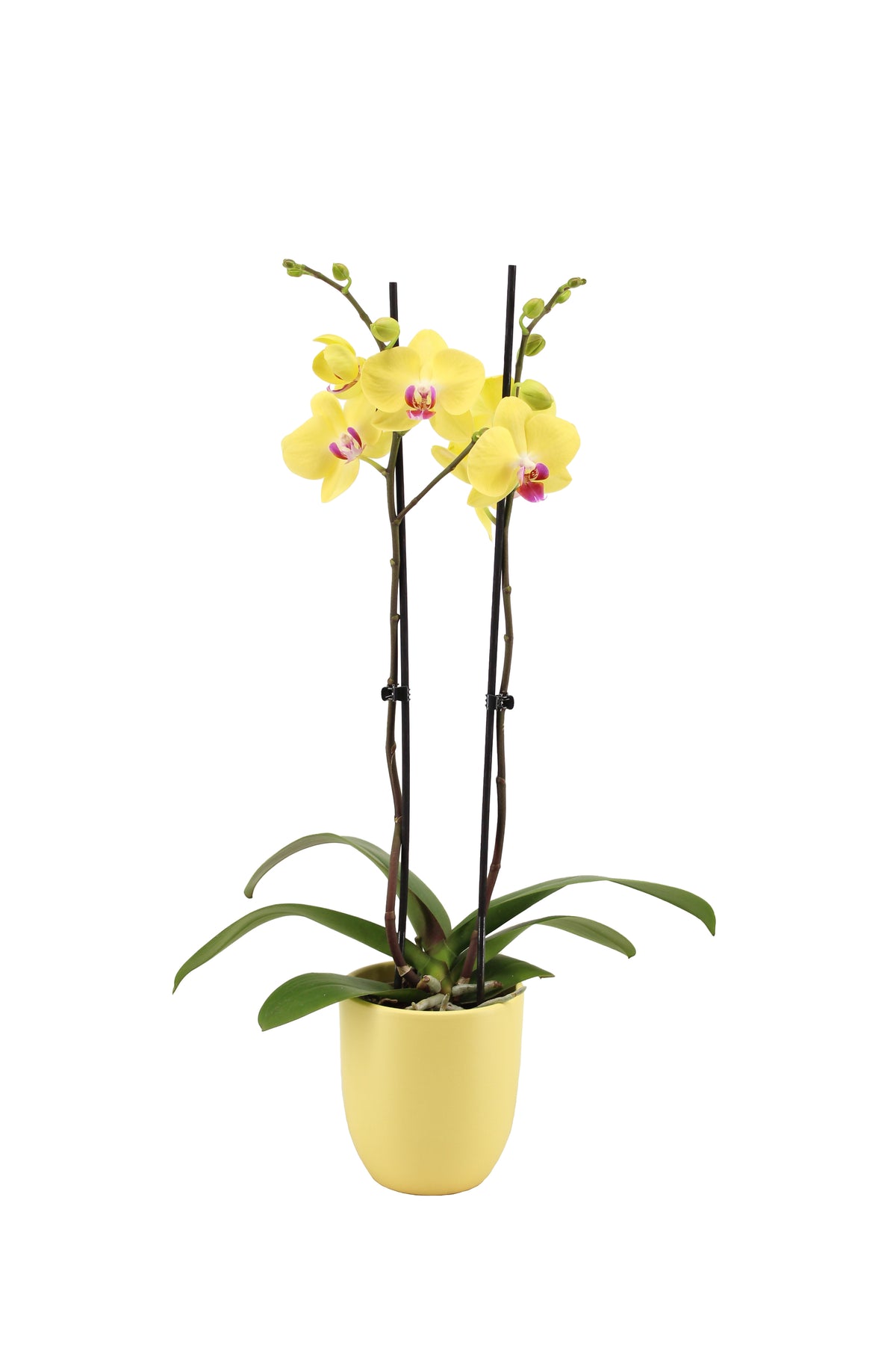 Phalaenopsis yellow 60cm 12cm Pot