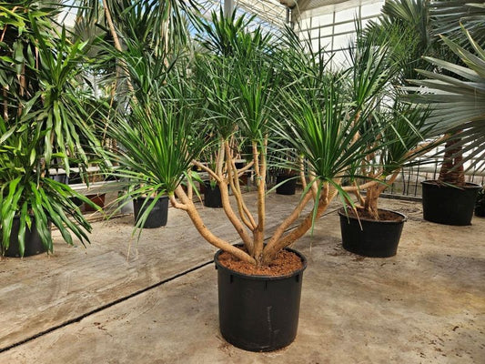 Dracaena marginata 250cm 80cm Pot